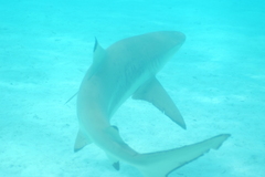 Carcharhinus melanopterus