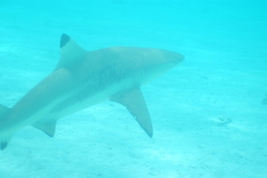Carcharhinus melanopterus
