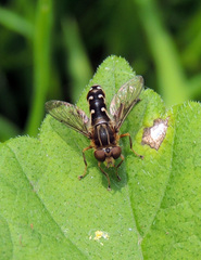 Anasimyia contracta
