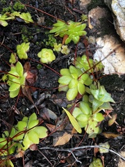 Crassula orbicularis