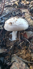 Amanita mairei