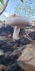 Amanita mairei