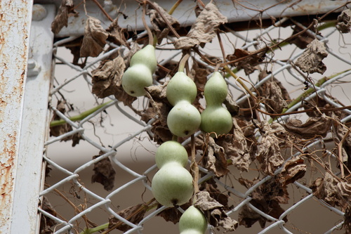 Lagenaria siceraria