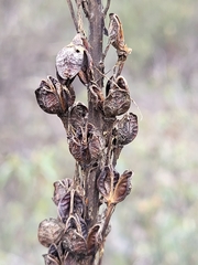 Asphodelus