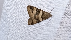 Melipotis trujillensis