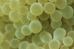 Heteractis magnifica