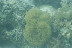 Heteractis magnifica