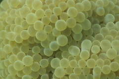 Heteractis magnifica