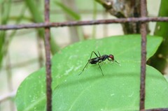 Taeniapterinae