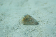 Conus pulicarius