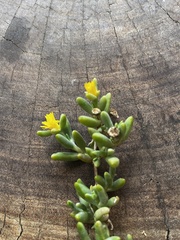 Malephora uitenhagensis
