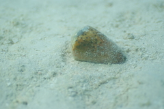 Conus pulicarius