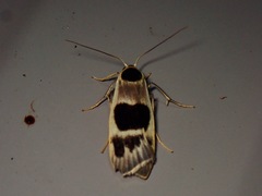 Teulisna plagiata