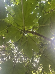 Vasconcellea pubescens