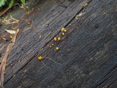 Dacrymyces spathularia