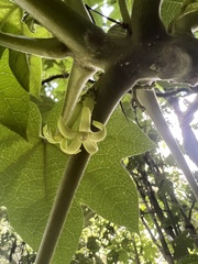 Vasconcellea pubescens