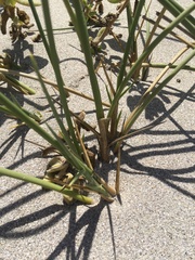 Cladoraphis cyperoides