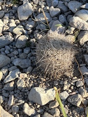 Coryphantha echinus