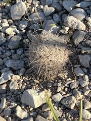 Coryphantha echinus