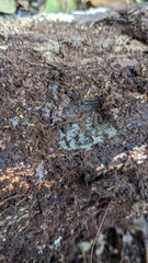 Menispora