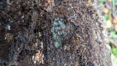 Menispora