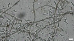 Menispora