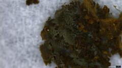 Menispora