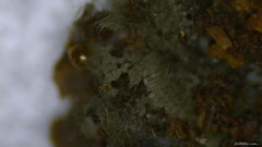 Menispora