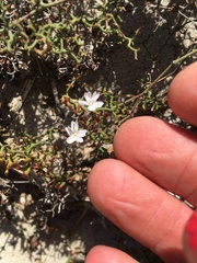 Limonium acuminatum