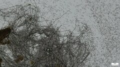 Menispora