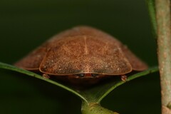 Pseudophoraspis nebulosa