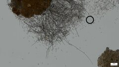 Menispora