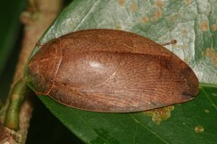 Pseudophoraspis nebulosa