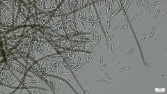 Menispora