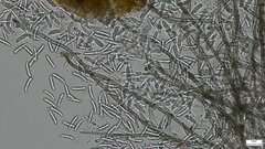 Menispora