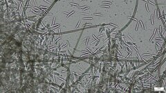Menispora
