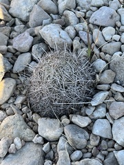 Coryphantha echinus