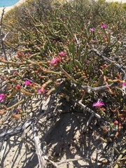 Mesembryanthemum junceum