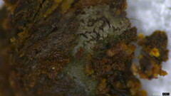 Menispora