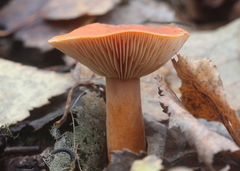 Lactarius aurantiacus