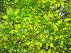 Syntrichia papillosa