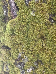 Syntrichia papillosa