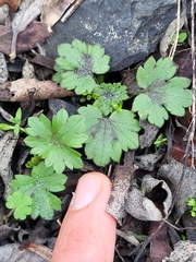 Ranunculus muricatus