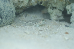 Fusigobius