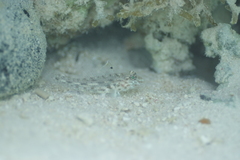 Fusigobius