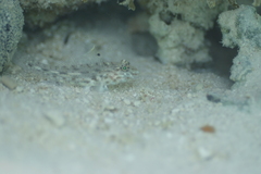 Fusigobius