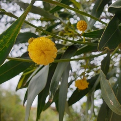 Acacia saligna