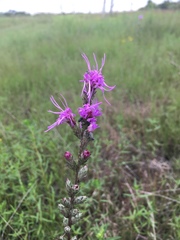 Liatris bracteata