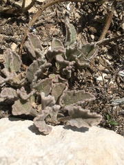 Mesembryanthemum crystallinum