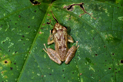 Eleutherodactylus coqui